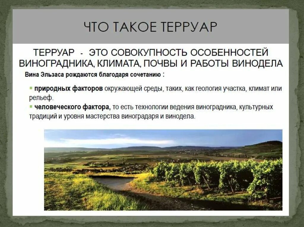 Терруар андалусии. Терруар кофе. Дербентский терруар. Новая зеландия терруар. Терруар что это такое.