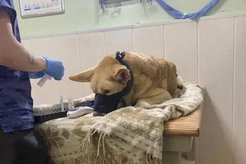 Угроза жизни собаками