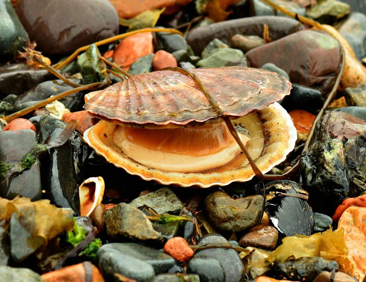 морской гребешок ракушка. двустворчатые моллюски морской гребешок. Scallops гребешки. морские гребешки фото в природе. морские гребешки фото в природе.