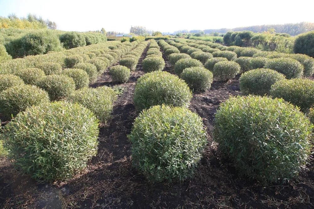 Ива шаровидная высота. Ива ломкая шаровидная (salix fragilis globosa). ива ломкая (ракита) шаровидная. ива булата шаровидная. ива ломкая шаровидная булата.