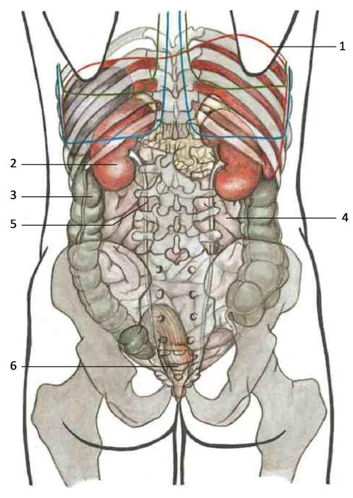 Синтопия мочеточника. Голотопия почек анатомия. Почки скелетотопия синтопия. Топография почки скелетотопия. Топография синтопия голотопия почки.