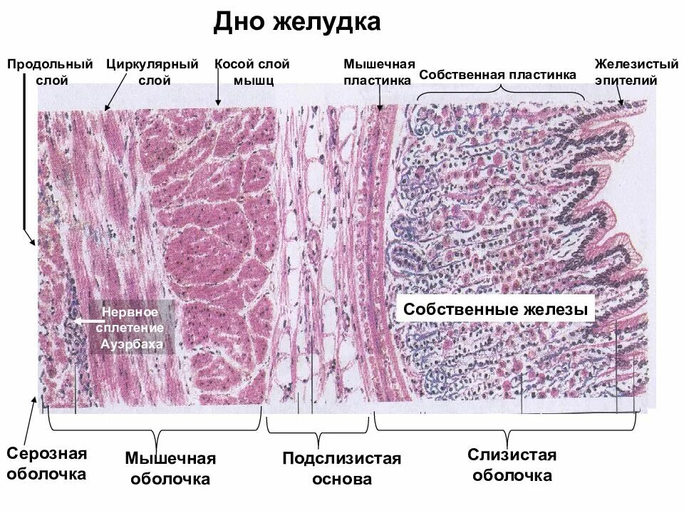 Отдел гистологии