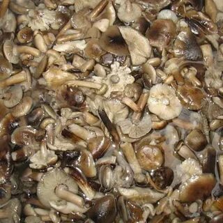 Солить ли грибы