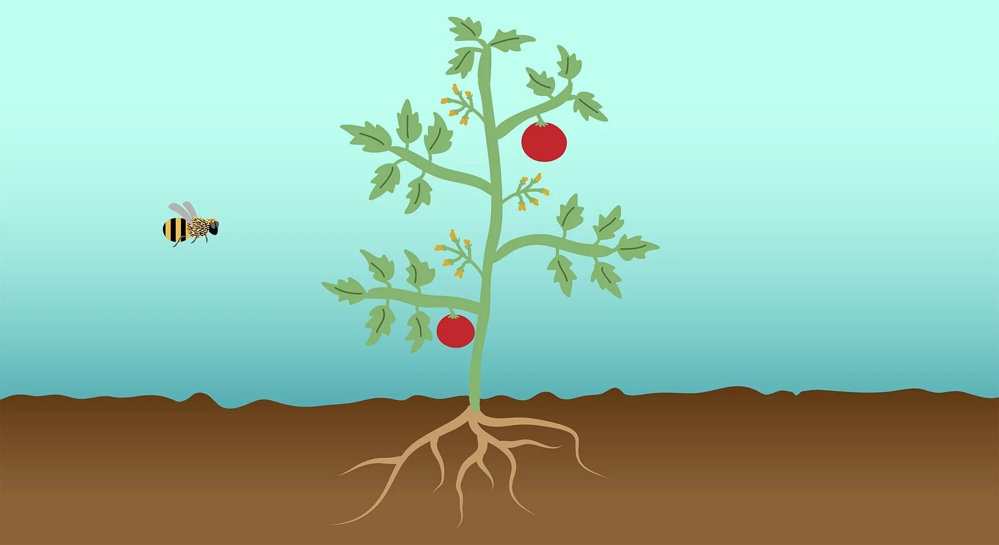 Корень анимация. Roots picture for Kids. Root of a Plant picture for Kids.