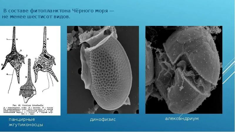 Фитопланктон состав. Составе фитопланктона чёрного моря. Видовой состав фитопланктона. Является представителем фитопланктона.