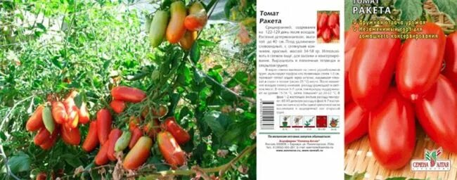 Томат желтая ракета. Помидоры ракета для соление. Томат ракета алтайская. Помидора ракета описание фото. Помидора ракета описание фото.