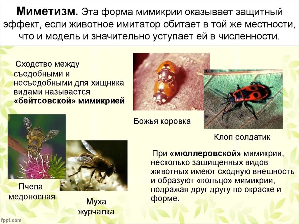 Тип приспособления Мимикрия. Мимикрия примеры животных. Примеры мимикрации у животных. Мимикрия насекомых примеры.