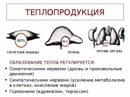 Теплопродукция