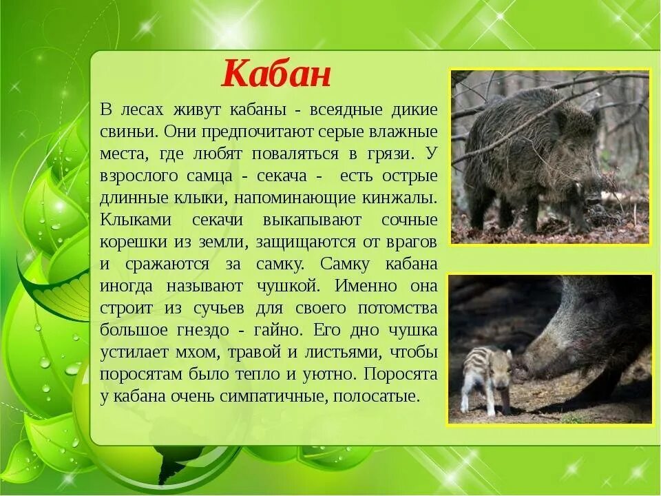 Кабан описание. Сообщение о кабане. Доклад про кабана. Кабан презентация. Кабан класс животных