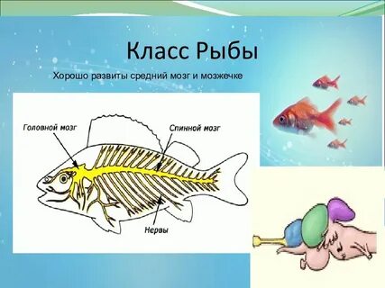 Нервная система рефлекс инстинкт