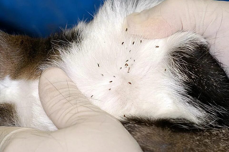 Почему котенок чешет. Почему котенок чешет