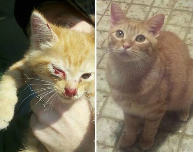 Как выглядит котенок лайк в жизни