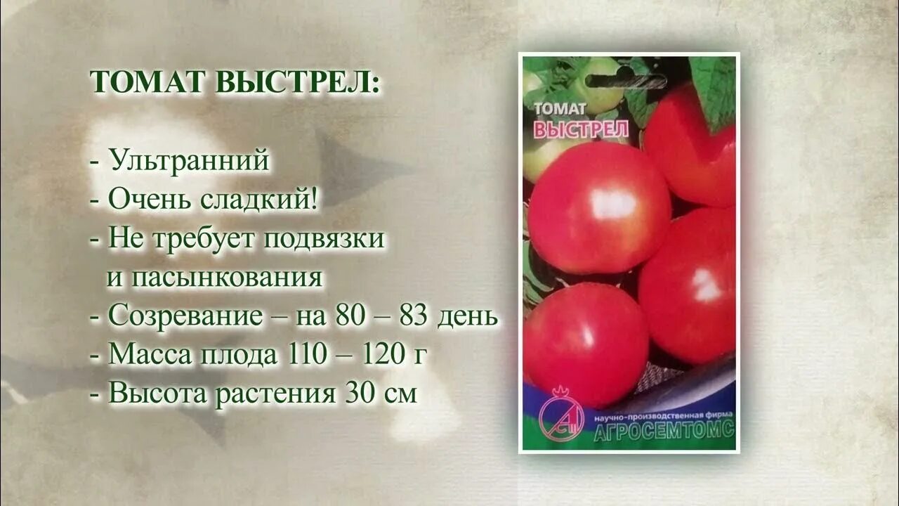 Томат выстрел. Томат выстрел отзывы. томаты выстрел описание сорта фото отзывы. томат выстрел характеристика и описание сорта фото отзывы.