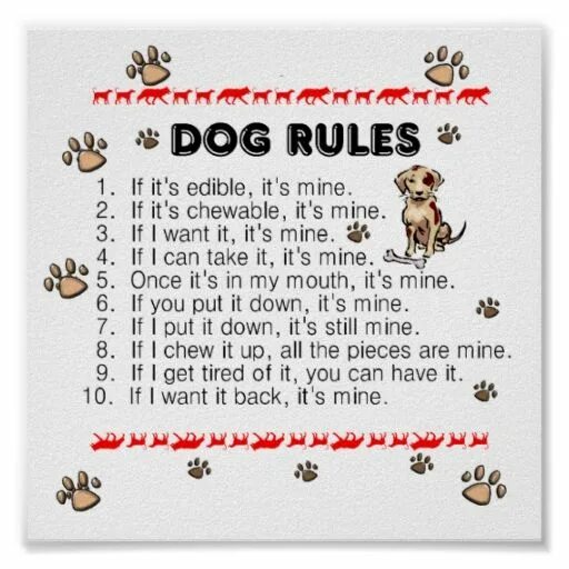 The Dog Rules. Rules for Dogs at Home. To Rule Dog. A stable Pet Dog Rules. Pet rules