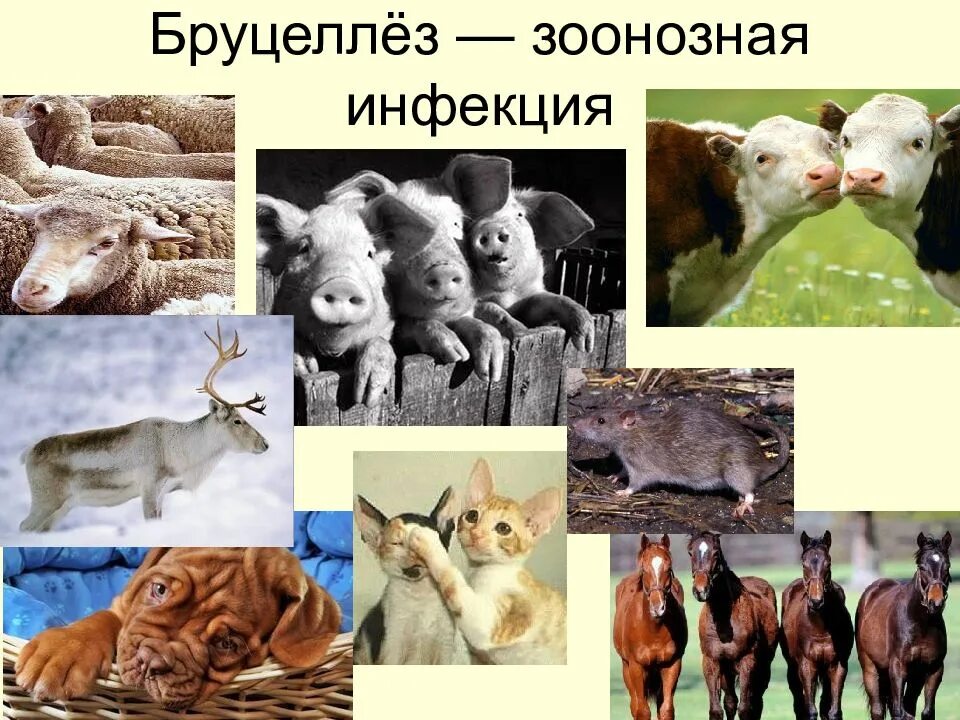Инфекции бруцеллез. Бруцеллез зоонозная инфекция. бруцеллез животных презентация. зоонозы животных.