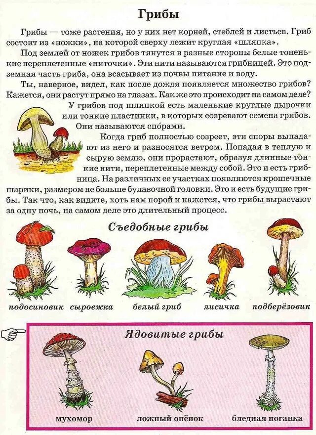 Задания для детей по теме грибы и ягоды. Задачи про грибы для дошкольников. Дары леса старшая группа. Тема недели грибы ягоды в старшей группе. Беседа грибы ягоды средняя группа.