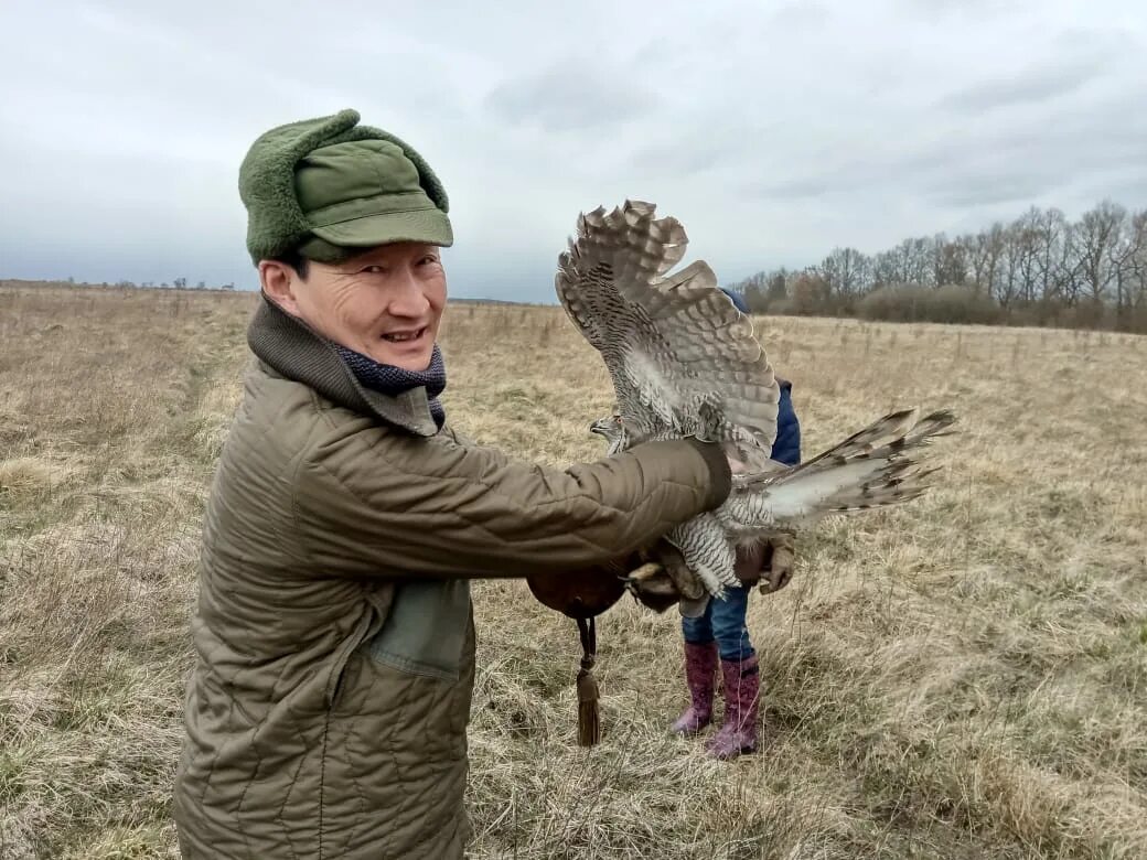 ястреб тетеревятник сапсан. сокол сапсан на охоте. ястреб-тетеревятник соколиная охота. охота с помощью птиц. охота ястребиная соколиная.