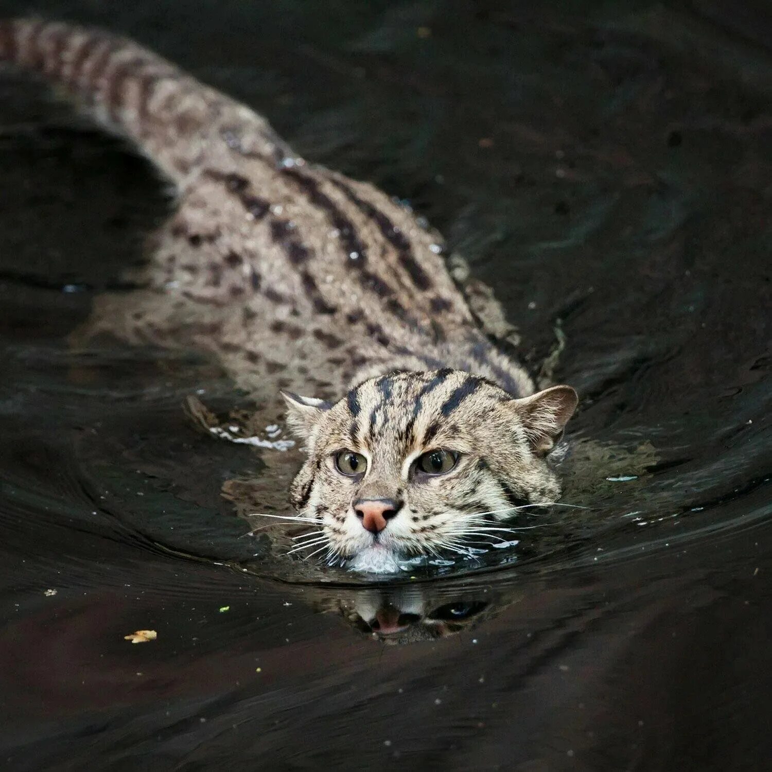 Top 10 fishing cat ideas and inspiration