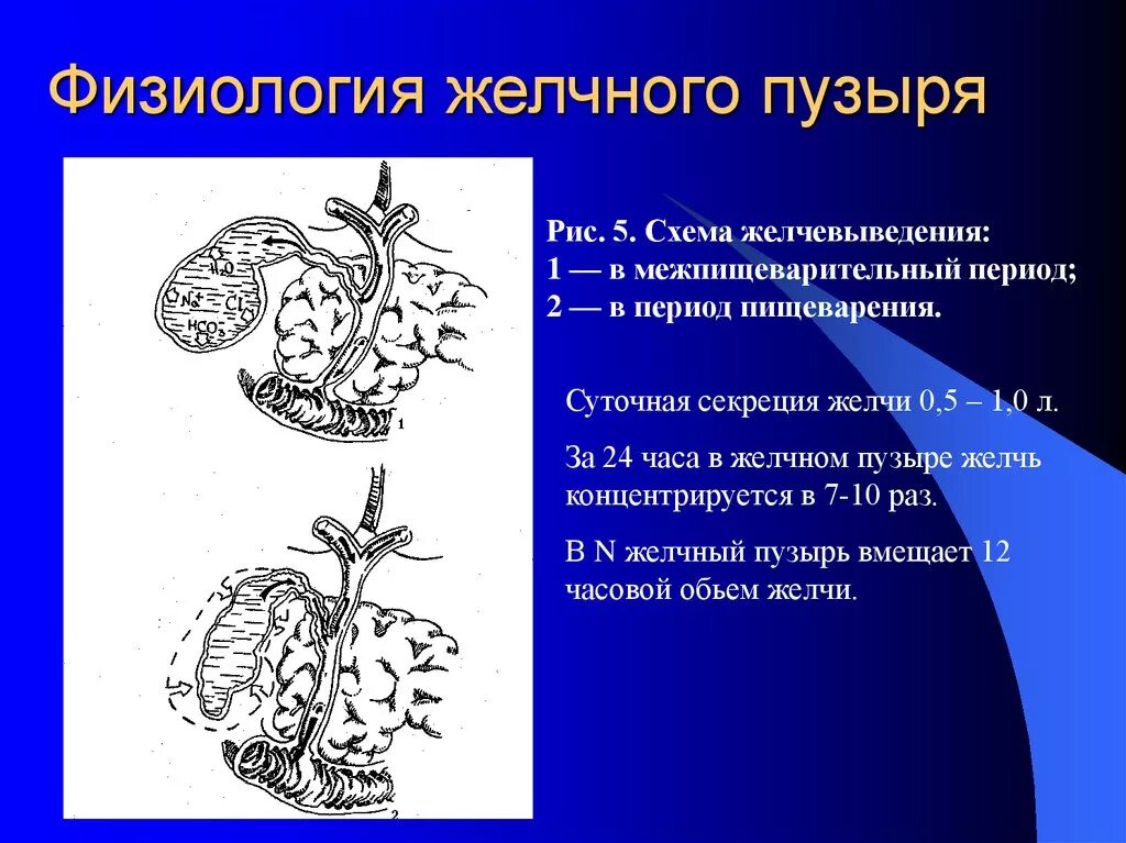 Моторика желчного пузыря. Физиология желчного пузыря. Схема желчевыведения. Регуляция моторики желчного пузыря. Физиология желчного пузыря и желчевыводящих путей.