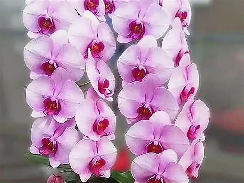 Miki orchids. Фаленопсис мики харт. орхидея микки харт. фаленопсис miki heart 103. орхидея мики дансер.