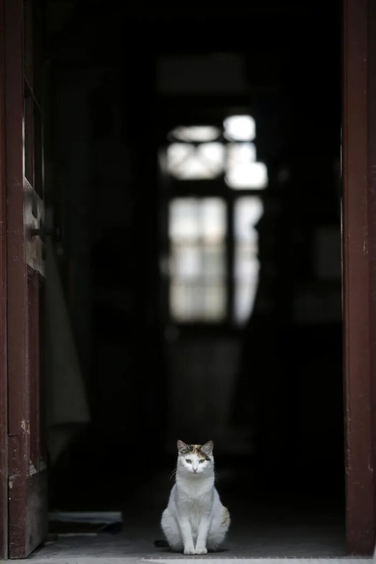 Одинокий кот. Дверь для кошки. Котенок на пороге. Кот ждет. Открой дверь я жду