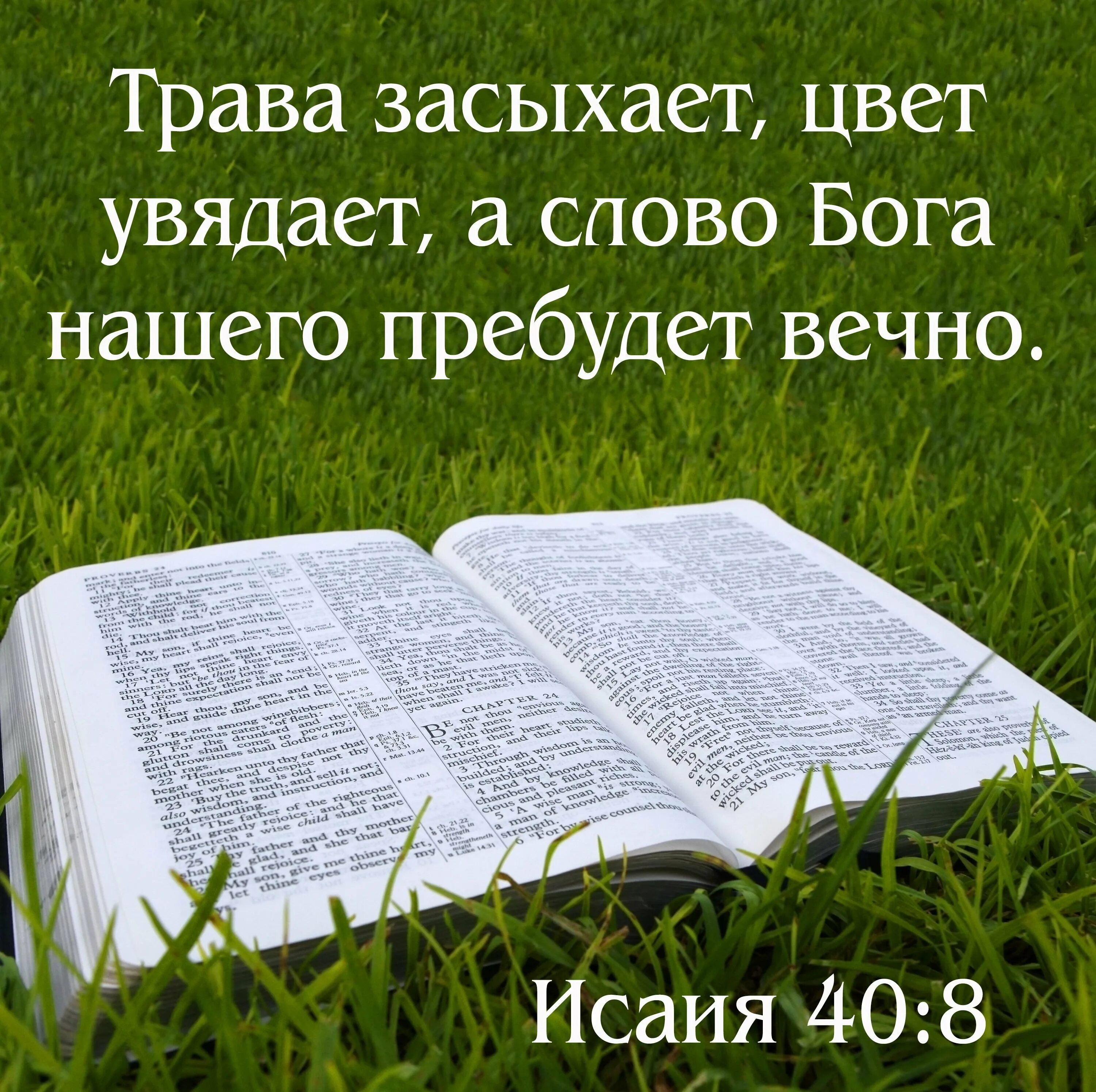 Стихи из Библии. Цитаты из Библии. Слова из Библии. Стихи из Библии на каждый день. Слово божье книга