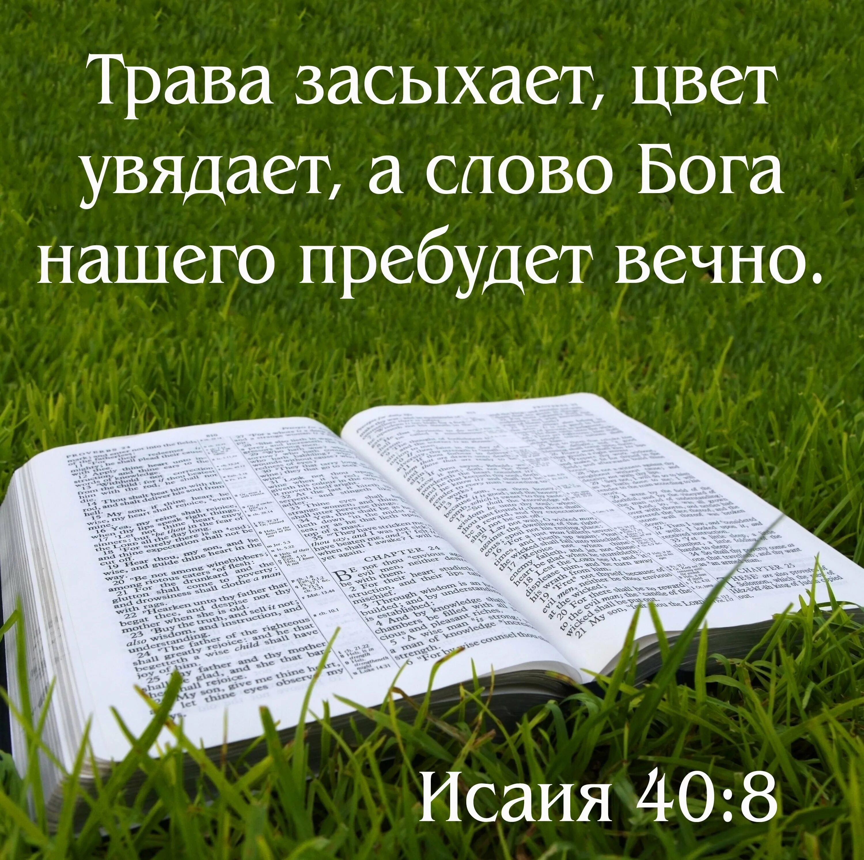 Стихи из Библии. Цитаты из Библии. Слова из Библии. Стихи из Библии на каждый день. Читать текст евангелия