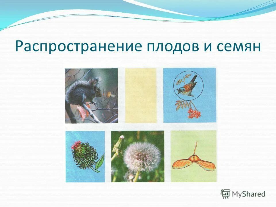 распространение семян с помощью. плоды и семена распространение плодов и семян. растения распространяющиеся животными и человеком. распространение плодов и семян человеком. растения которые распространяются.