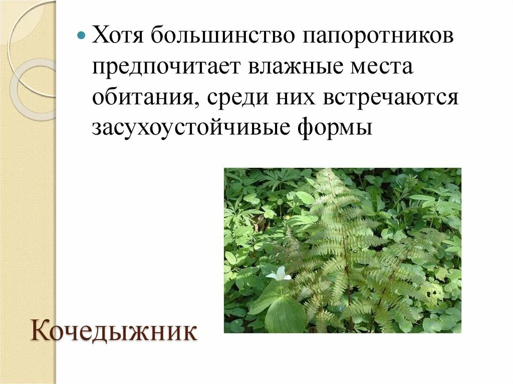 Предпочитают тенистые влажные местообитания. Место обитания папоротников. Условия обитания папоротника. Папоротникообразные место обитания. Папоротник зона обитания.