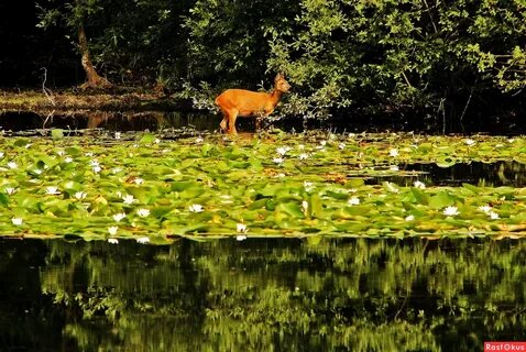 Lake animals