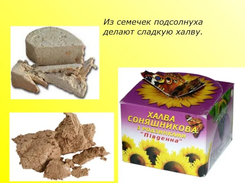 Халва из семечек подсолнуха. Продукты из подсолнечника. продукты получаемые из подсолнечника. халва из подсолнуха семечек подсолнуха. что делуют из подсолнух.