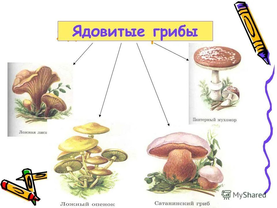 название грибов которые растут в лесу. карта грибных мест новосибирской области белый гриб. карта грибника: грибные направления подмосковья.