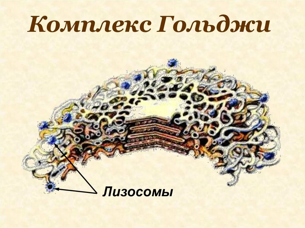 Комплекс Гольджи Лизослма. ЭПС аппарат Гольджи лизосомы. Образование лизосом в комплексе Гольджи. Комплекс Гольджи в нервных клетках под микроскопом. Аппарат гольджи это лизосома