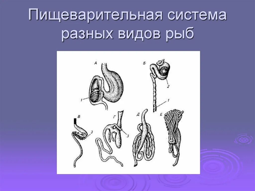 Пищеварительная система класса рыб. Пищеварительная система рыб. Органы пищеварительной системы рыбы. Строение пищеварительной системы рыб. Пищеварительная система OTRB.