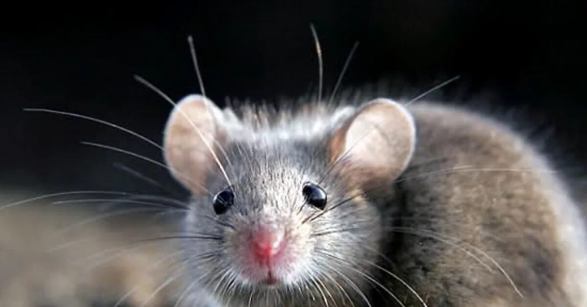 Мышь животное. Мышка Живая. Мышь фото. Мышь вблизи.
