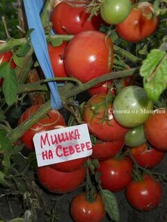 Томат полярное сияние