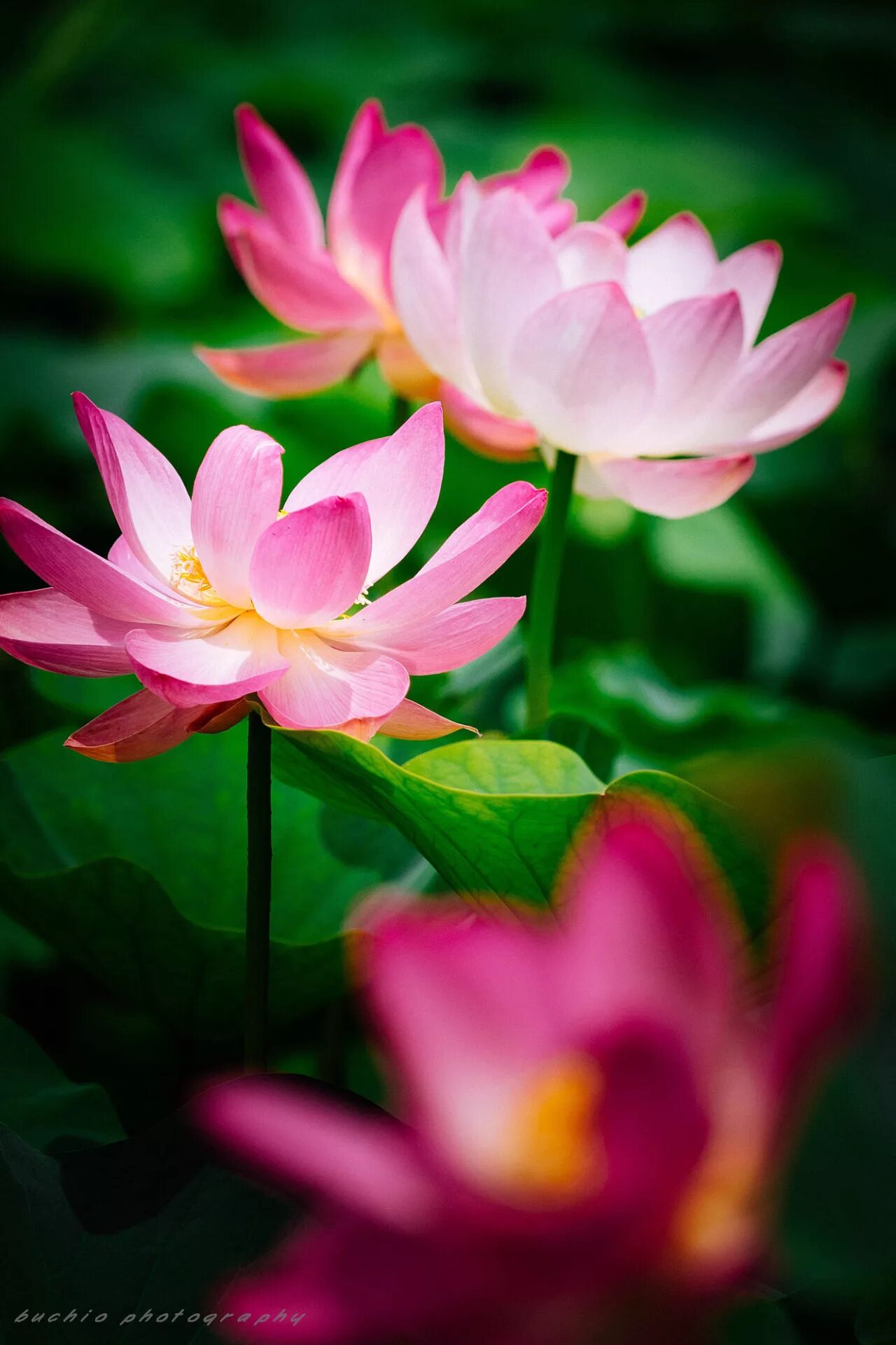 Инкаденсес лотос. Лотос 7. Лотос на телефон. Лотос розовый. Лотос вьетнам.