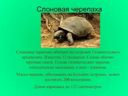 Черепахи 7 класс биология