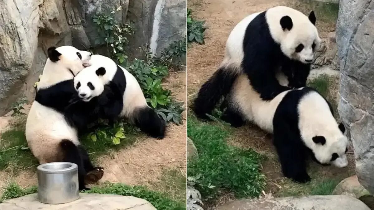 Pandas having