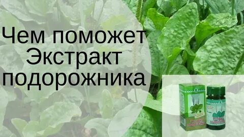 Экстракт подорожника