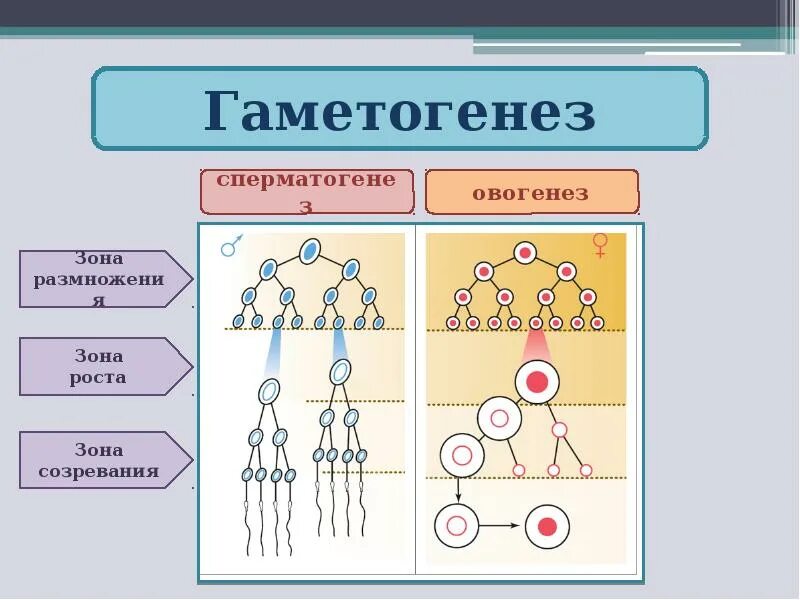 Процесс образования и созревания половых клеток. Схема гаметогенеза у человека. Стадии гаметогенеза схема. Гаметогенез сперматогенез овогенез. Схема овогенеза и гаметогенеза.