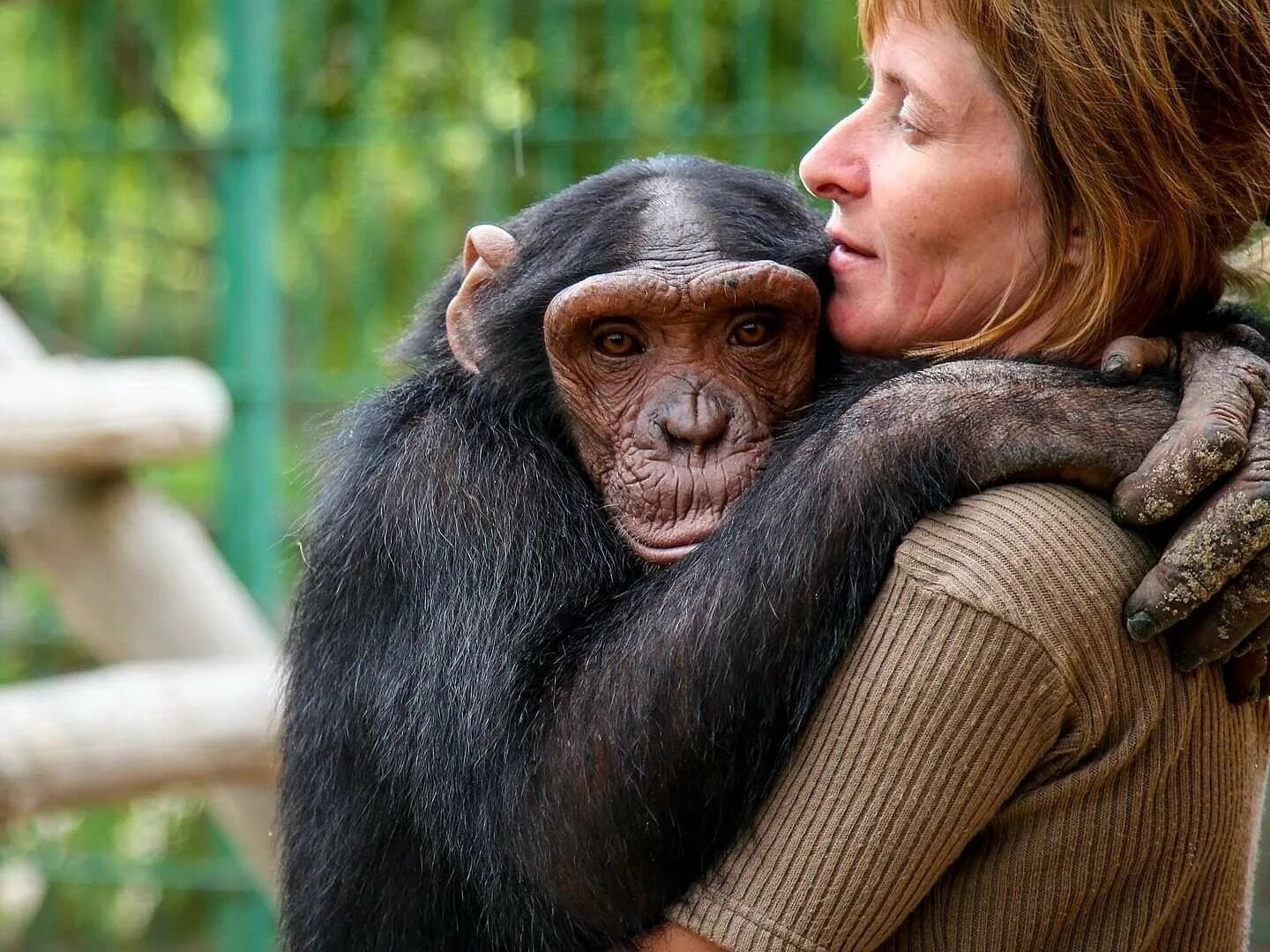 Шимпанзе девушку. Шимпанзе и человек. Человек с обезьянкой. Обезьяна обнимает человека.