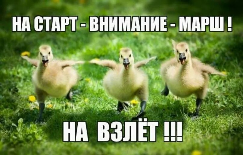 Марш старт. Нарстарт внимание марш. на старт внимание. смешное на старт внимание марш. на старт внимание марш картинки.