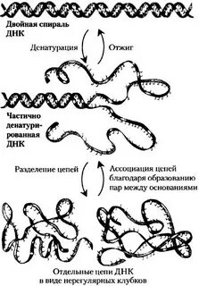 Денатурация днк