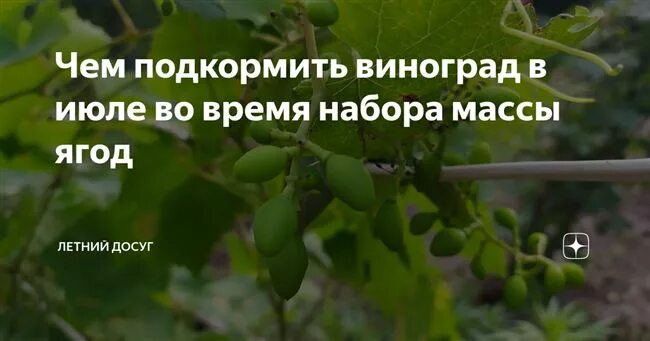 Подкармливать виноград. Удобрять виноград. Чем подкормить виноград. Подкармливать виноградник. Чем удобрять виноград весной