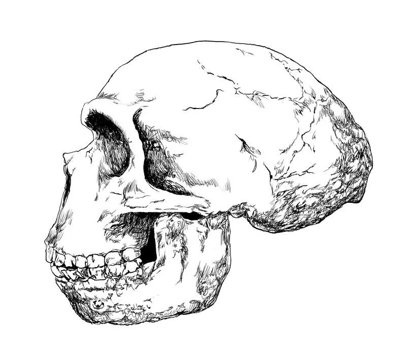 Питекантроп строение черепа. Череп человека прямоходящего сбоку. Череп питекантропа. Остров ява останки питекантропа. Череп питекантропа.