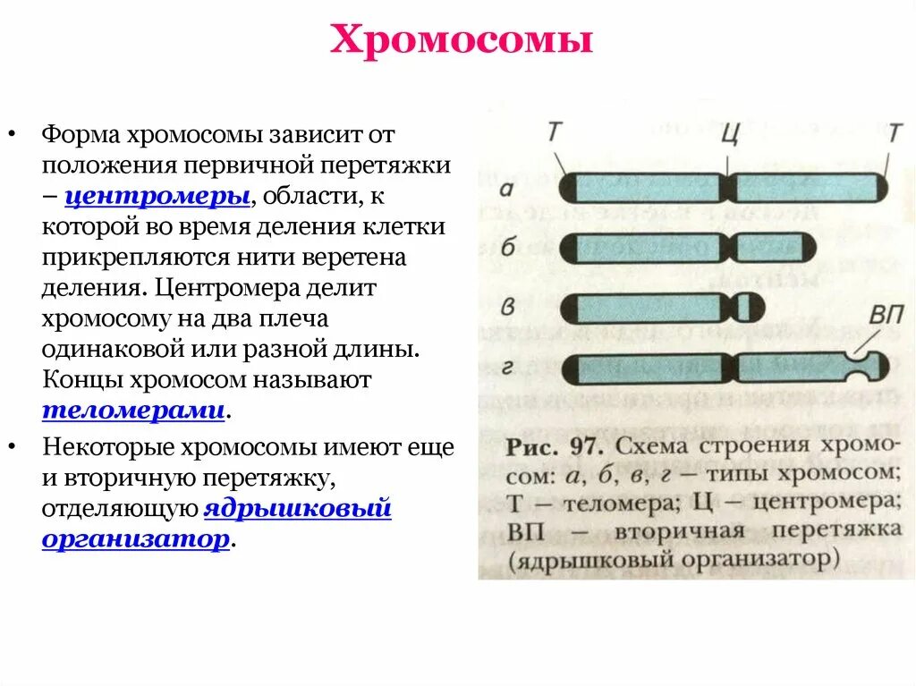 Какую форму имеет хромосома. Строение и классификация хромосом. Типы хромосом. Схематическое строение хромосомы. Типы хромосом акроцентрические.