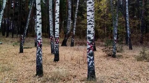 Метки в лесу