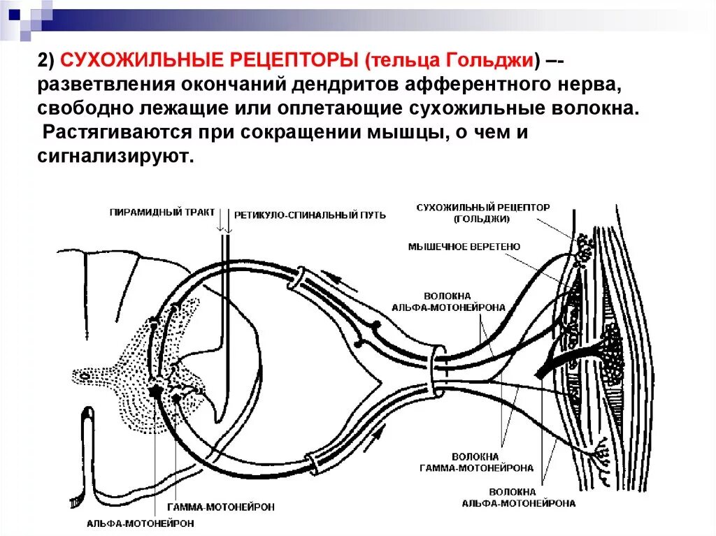 Схема дуги сухожильного рефлекса. Сухожильный орган Гольджи рефлекторная дуга. Рефлекторная дуга сухожильного рефлекса. Сухожильные рецепторы Гольджи механизм возбуждения.