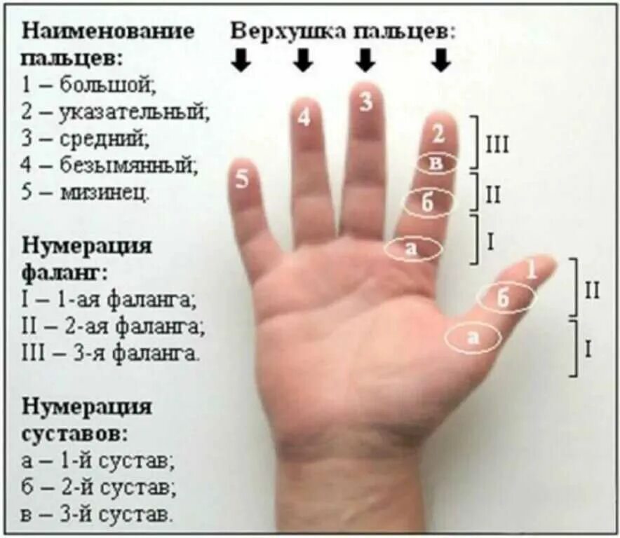 Название пальцев. Ладонь с названием пальцев. Как называются пальцы на руках. Название пальцев на руке человека.